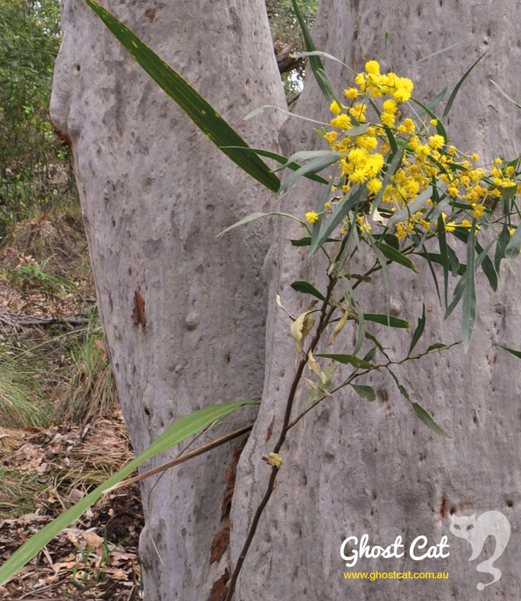 Wattle and Eucalypt Trees